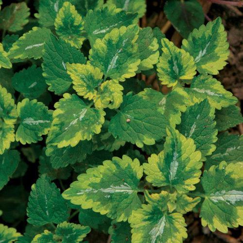 Q1218 Lamium Maculatum 27anne Greenaway 27 3 B4fa4d70 1a55 4162 B8ad E2b19a4a7a91 from www redcrocus com