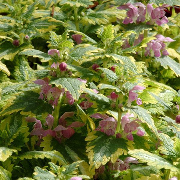 Q1218 Lamium Maculatum 27anne Greenaway 27 5 9e21329b 5bb2 4176 B515 96e3acd25fcc from www redcrocus com