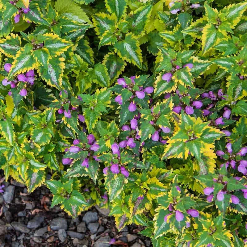 Q1218 Lamium Maculatum 27anne Greenaway 27 6 Fba6e9bd D7db 4ad4 9ae8 A0918a8a30fe from www redcrocus com