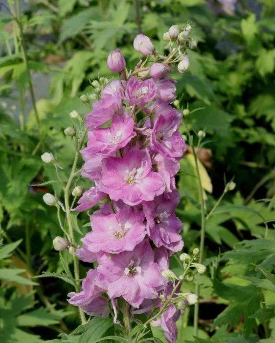 Q123 Delphinium X Pacific Giant Astolat 12 5230d63d Ffa3 4e3b 8ae4 Ced35b350a9c from www redcrocus com