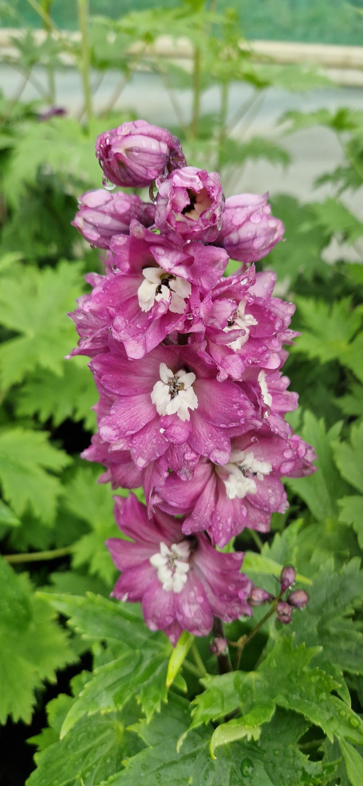 Q123 Delphinium X Pacific Giant Astolat 13 22610a2c 24cd 4914 8d18 E173fe52c67e from www redcrocus com