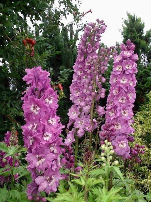 Q123 Delphinium X Pacific Giant Astolat 1 F1e69051 1cbe 4122 9e20 6e27fd53eeda from www redcrocus com