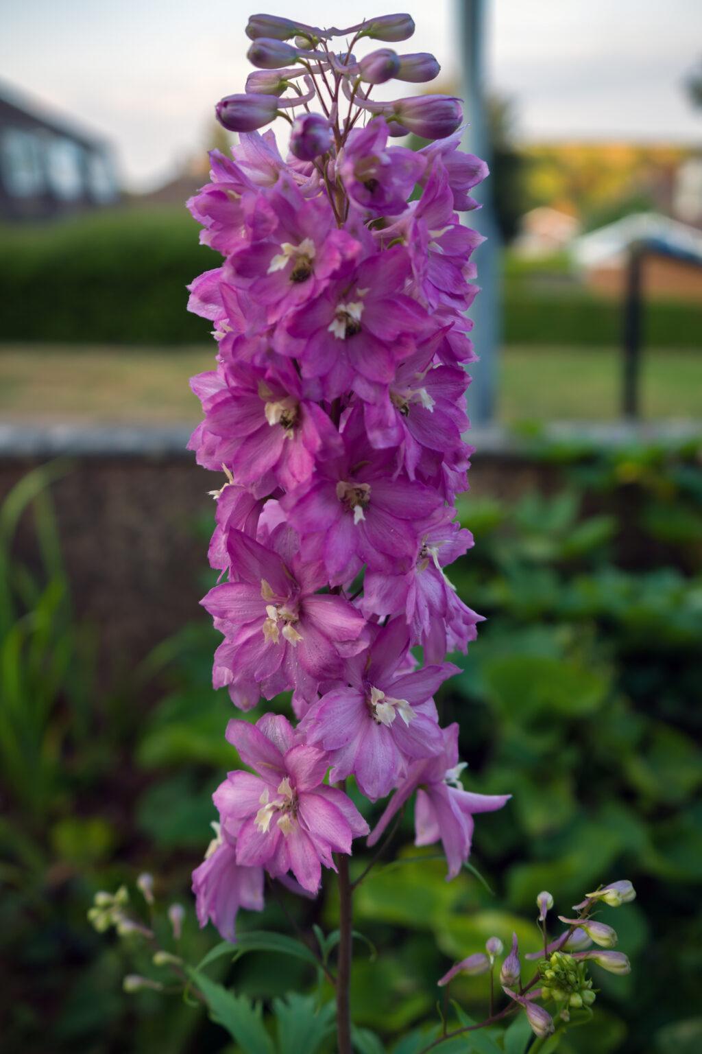 Q123 Delphinium X Pacific Giant Astolat 3 F53c5d9b E690 4d0a A450 C7c45e890611 from www redcrocus com