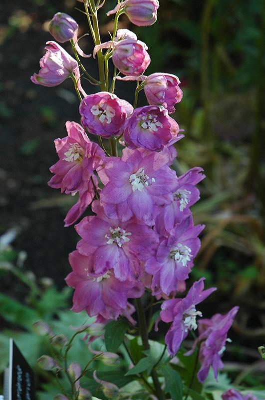 Q123 Delphinium X Pacific Giant Astolat 4 Ff02a3c9 34d6 47d1 9d09 Ddc8dc9ff77b from www redcrocus com