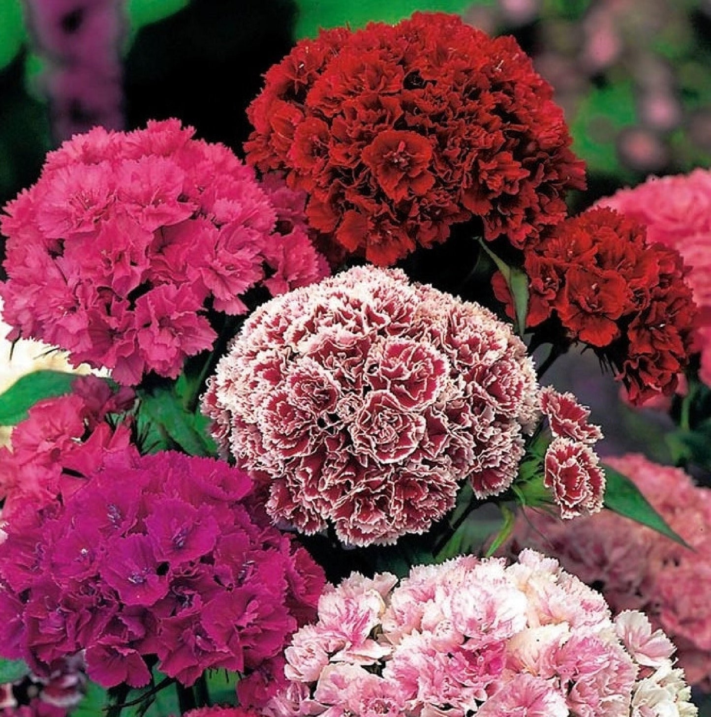 Q141 Dianthus Barbatus Double Dwarf Mix - View 10 from www redcrocus com