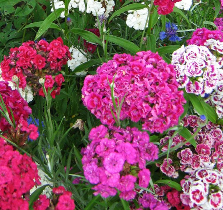 Q141 Dianthus Barbatus Double Dwarf Mix - View 11 from www redcrocus com