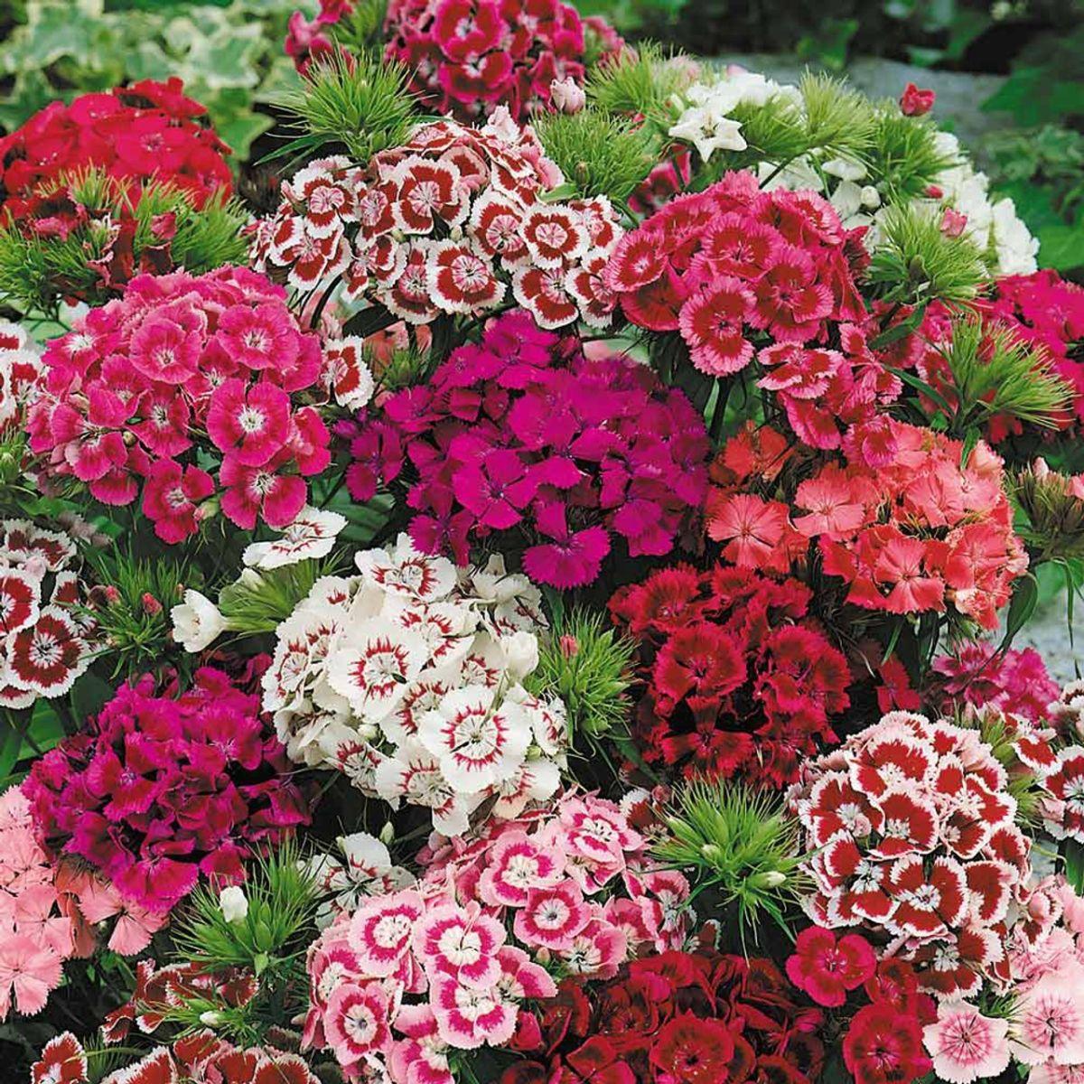 Q141 Dianthus Barbatus Double Dwarf Mix - View 12 from www redcrocus com