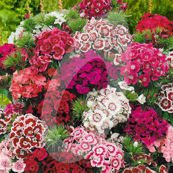 Q141 Dianthus Barbatus Double Dwarf Mix - View 14 from www redcrocus com