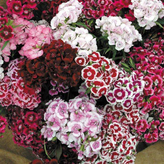 Q141 Dianthus Barbatus Double Dwarf Mix - View 1 from www redcrocus com