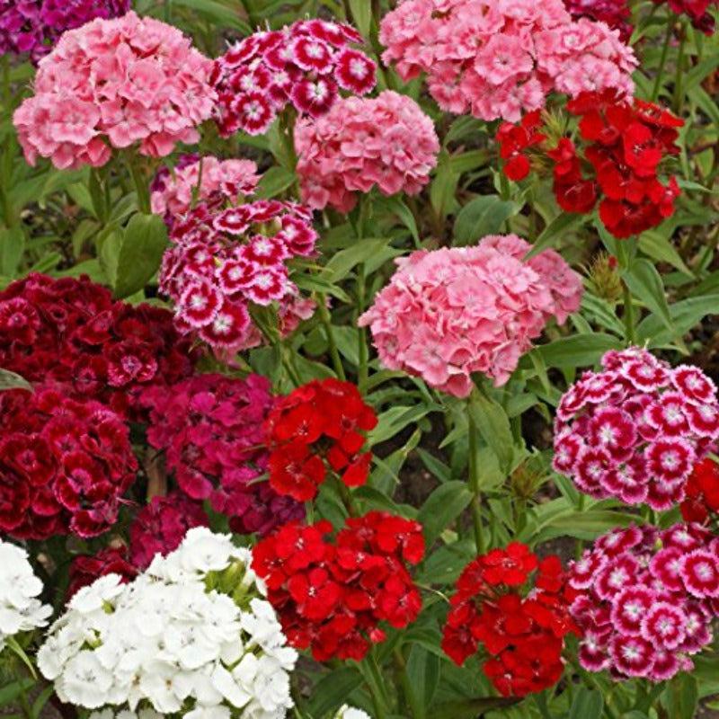 Q141 Dianthus Barbatus Double Dwarf Mix - View 3 from www redcrocus com