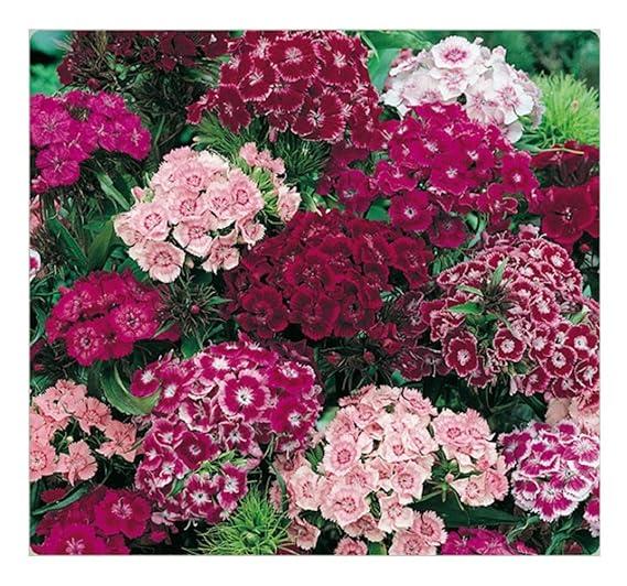 Q141 Dianthus Barbatus Double Dwarf Mix - View 4 from www redcrocus com
