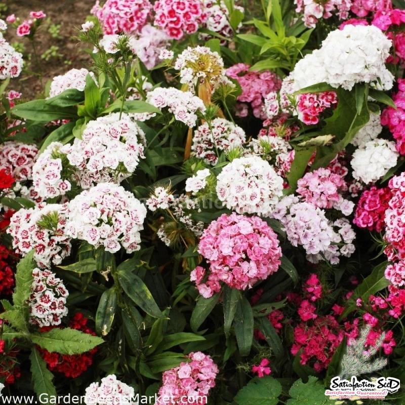 Q141 Dianthus Barbatus Double Dwarf Mix - View 8 from www redcrocus com