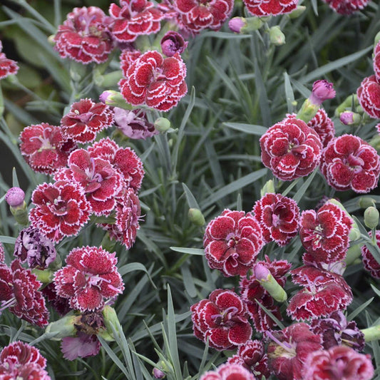 Q150 Dianthus Caryophyllus King Of Blacks - View 10 from www redcrocus com