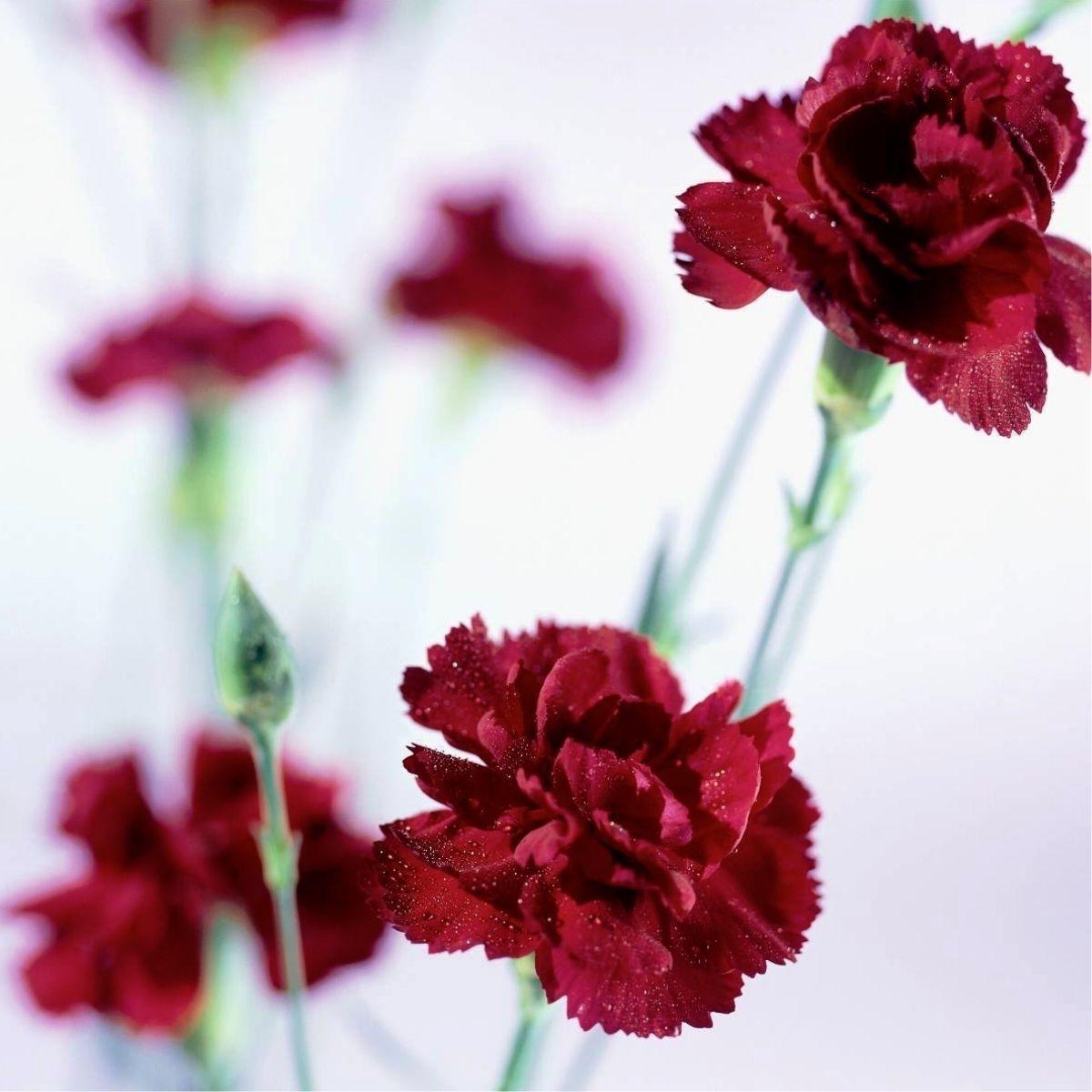 Q150 Dianthus Caryophyllus King Of Blacks - View 11 from www redcrocus com