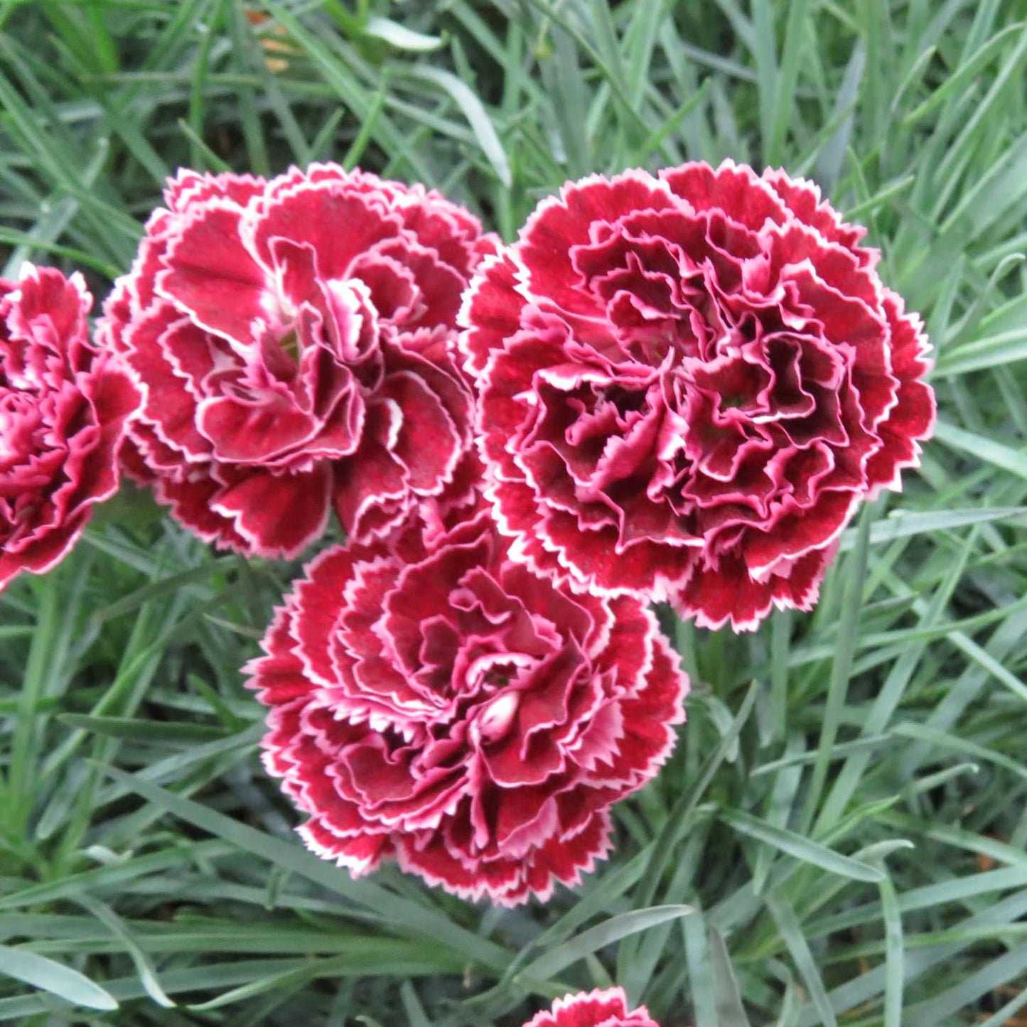 Q150 Dianthus Caryophyllus King Of Blacks - View 12 from www redcrocus com
