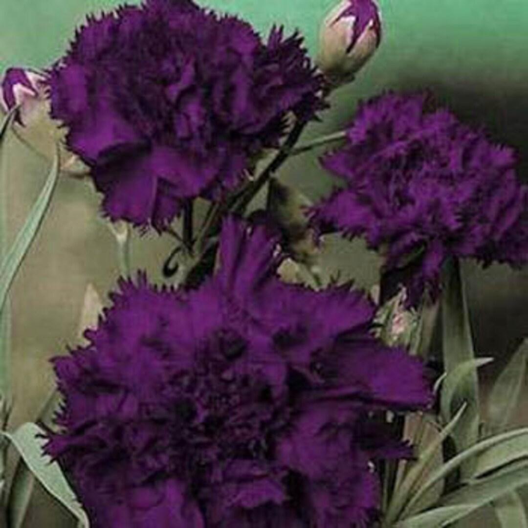 Q150 Dianthus Caryophyllus King Of Blacks - View 14 from www redcrocus com