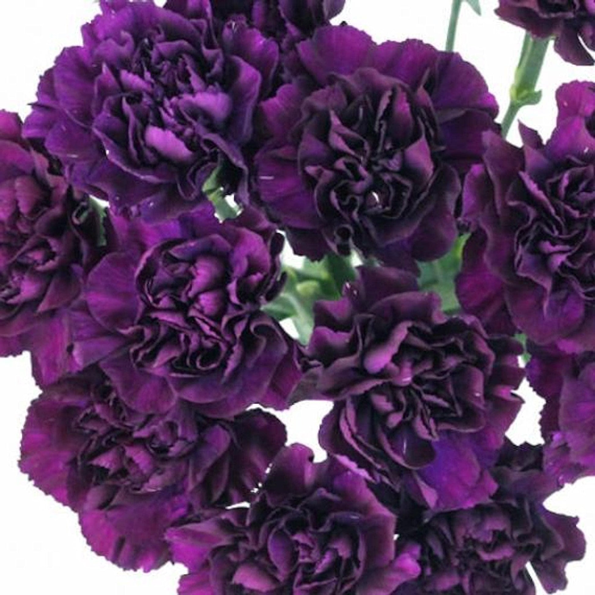 Q150 Dianthus Caryophyllus King Of Blacks - View 15 from www redcrocus com