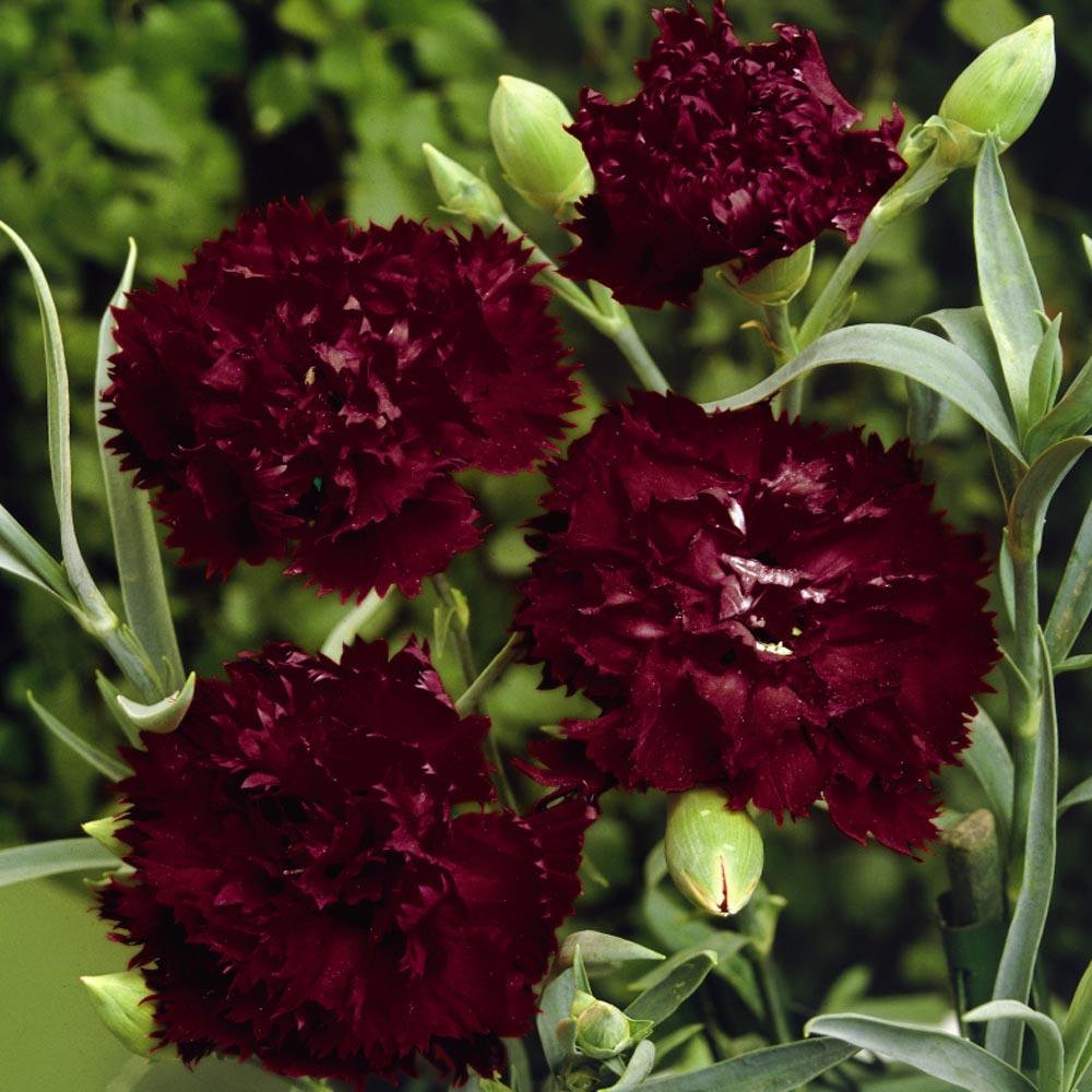 Q150 Dianthus Caryophyllus King Of Blacks - View 2 from www redcrocus com