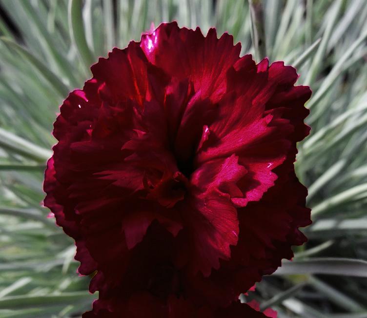 Q150 Dianthus Caryophyllus King Of Blacks - View 3 from www redcrocus com