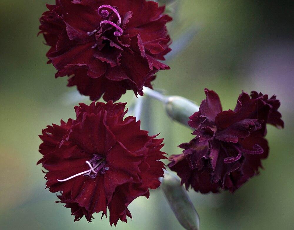 Q150 Dianthus Caryophyllus King Of Blacks - View 4 from www redcrocus com