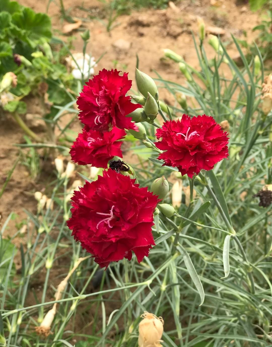 Q150 Dianthus Caryophyllus King Of Blacks - View 5 from www redcrocus com