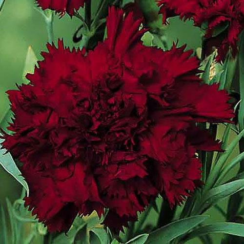 Q150 Dianthus Caryophyllus King Of Blacks - View 6 from www redcrocus com