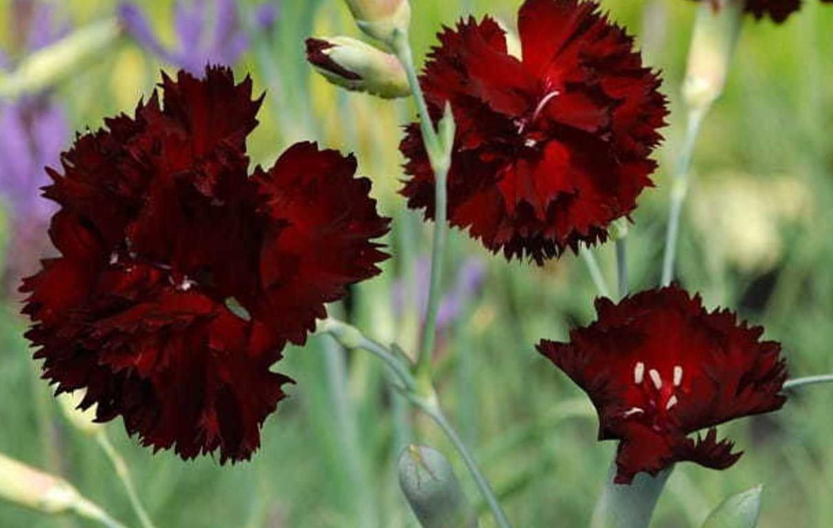 Q150 Dianthus Caryophyllus King Of Blacks - View 7 from www redcrocus com