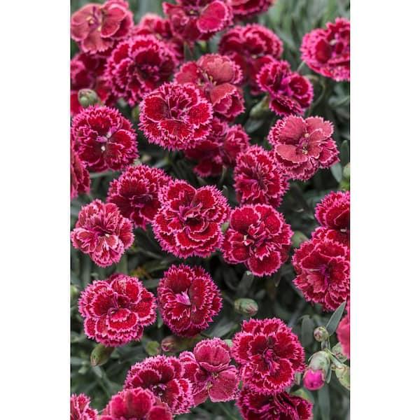 Q150 Dianthus Caryophyllus King Of Blacks - View 8 from www redcrocus com