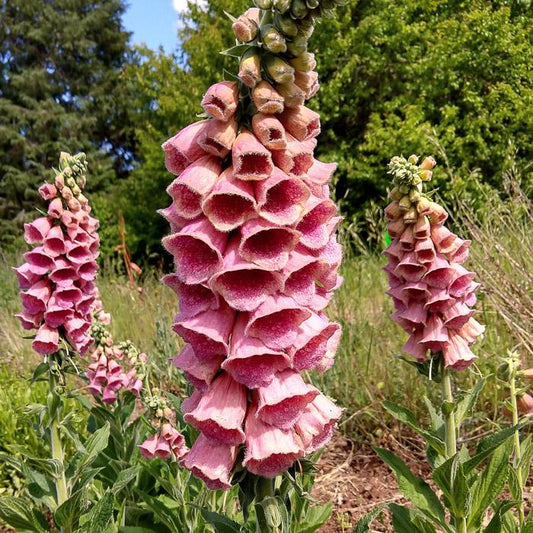 Q170 Digitalis X Mertonensis - View 11 from www redcrocus com