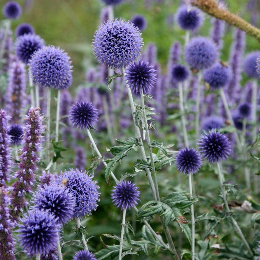Q178 Echinops Ritro 1 Deb389fe 6665 48e3 Ab9b C82f31553ecb from www redcrocus com