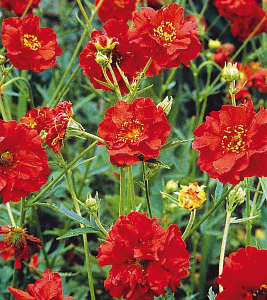 Q196 Geum Chiloense Mrs  J  Bradshaw 1 Df853188 Eacd 4174 B273 6e82f60a3d1e from www redcrocus com
