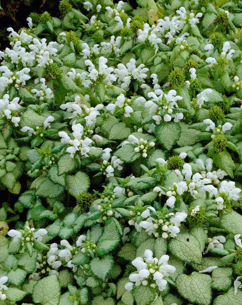Q227 Lamium Maculatum 27white Nancy 27 10 5c5884a9 4ed1 4d98 8098 43bd758aef78 from www redcrocus com