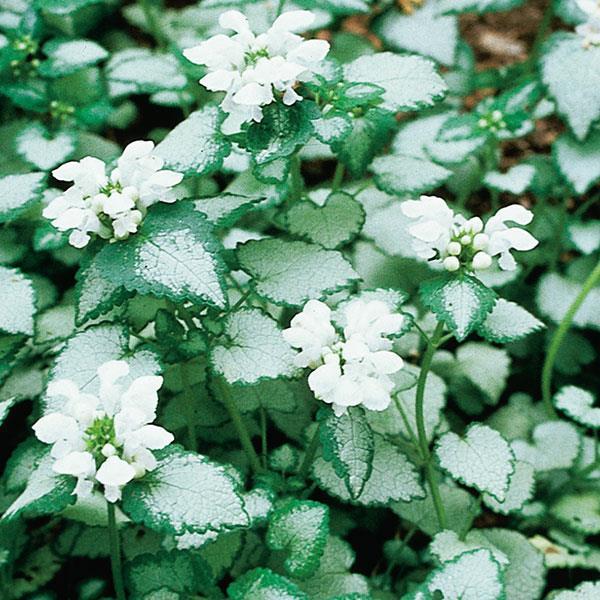 Q227 Lamium Maculatum 27white Nancy 27 14 D70c669d Fb59 4c64 Adca A6692ae8ce3f from www redcrocus com