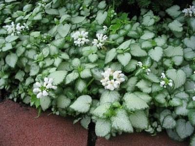 Q227 Lamium Maculatum 27white Nancy 27 21 Deb0c678 3d50 458b 8971 3d87bb67f9f5 from www redcrocus com