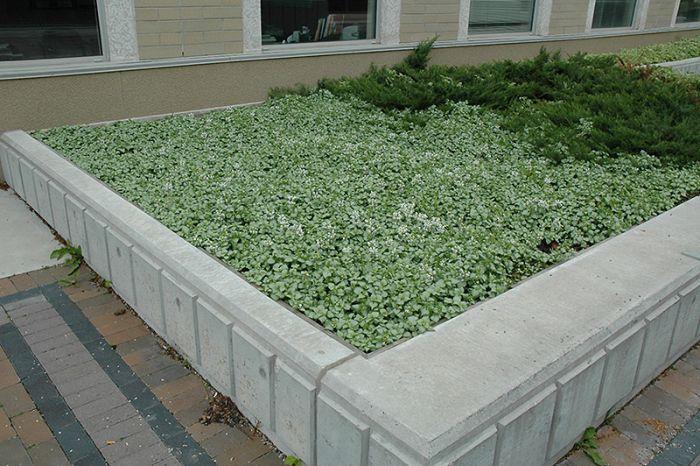 Q227 Lamium Maculatum 27white Nancy 27 22 3ec5d7cd D0dd 4ad3 821f Aaa127069298 from www redcrocus com