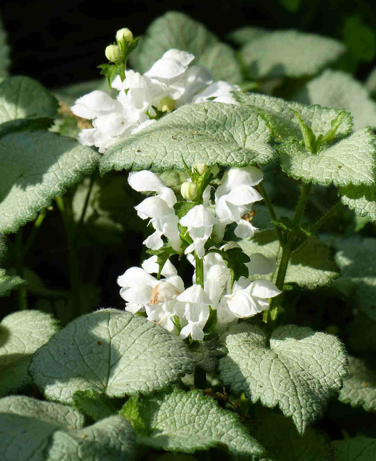 Q227 Lamium Maculatum 27white Nancy 27 23 165720a0 0d22 4adb Ac28 2f988ea15b10 from www redcrocus com