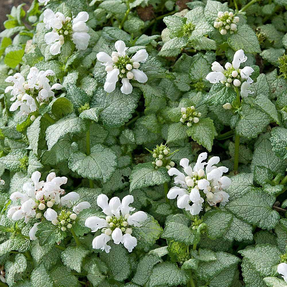 Q227 Lamium Maculatum 27white Nancy 27 30 B68c2824 Db84 433d Bbea 75b1d0495e8c from www redcrocus com