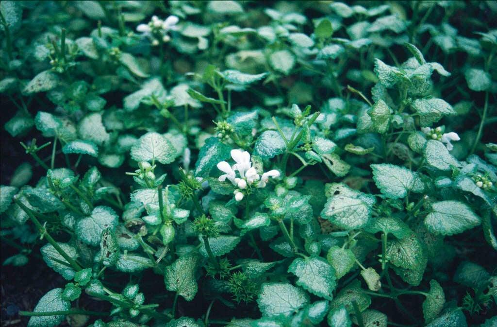 Q227 Lamium Maculatum 27white Nancy 27 31 A4dba16b 41f6 426b 96db 7aaf71cae82a from www redcrocus com