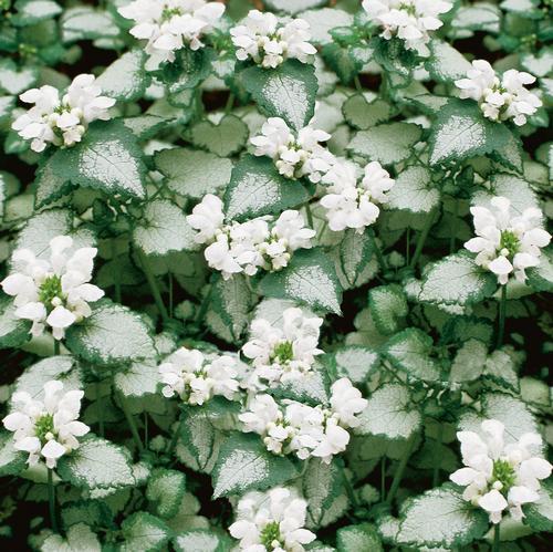 Q227 Lamium Maculatum 27white Nancy 27 32 F1b97fb4 122e 4ff9 98ef C6a6a1c86f81 from www redcrocus com