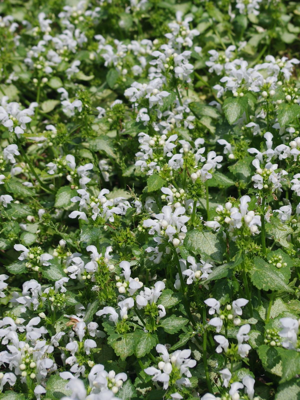 Q227 Lamium Maculatum 27white Nancy 27 34 D6a49834 Cef1 43e2 8a79 C80c0a67947a from www redcrocus com