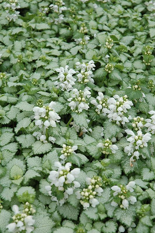 Q227 Lamium Maculatum 27white Nancy 27 35 8f829418 B3df 42cc 95b0 05a05a60fe0c from www redcrocus com