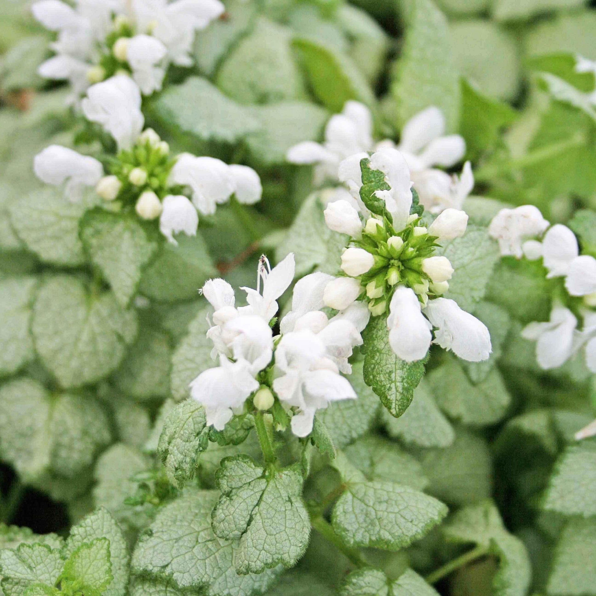 Q227 Lamium Maculatum 27white Nancy 27 4 E6d52b69 397b 4241 8cae C7aa1d91c3d6 from www redcrocus com