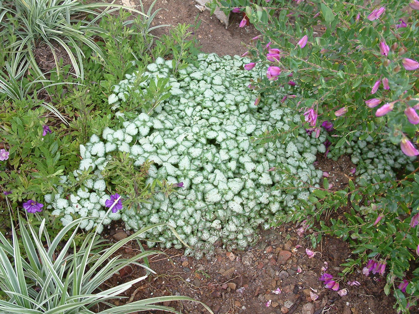 Q227 Lamium Maculatum 27white Nancy 27 7 2b973c70 5505 4438 B989 Aadc500f40d8 from www redcrocus com