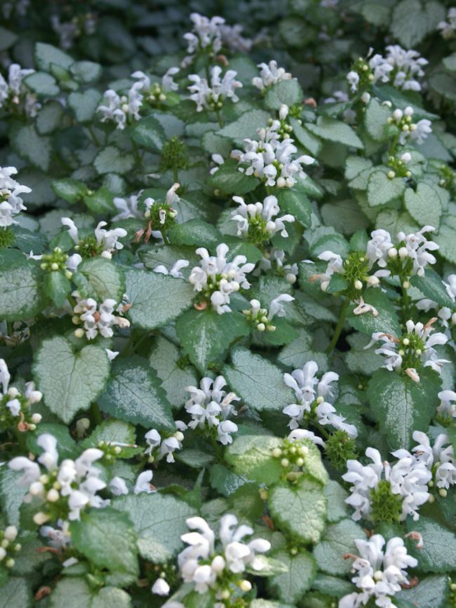 Q227 Lamium Maculatum 27white Nancy 27 9 A881ee80 7e83 43ee B5c2 2deafd945e7a from www redcrocus com