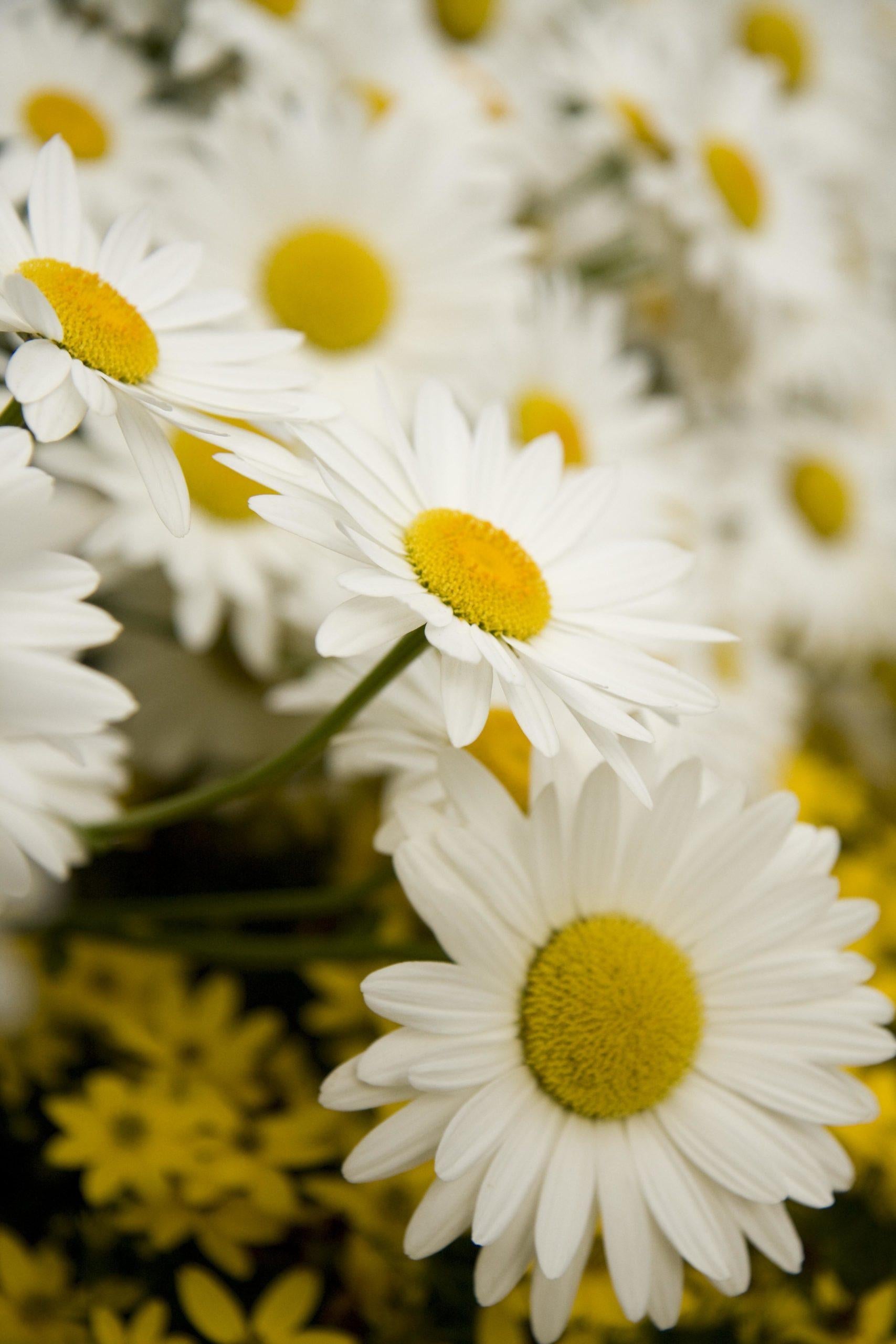 Q236 Leucanthemum X Superbum Snowcap - View 11 from www redcrocus com
