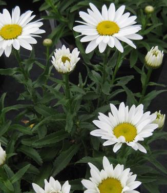 Q236 Leucanthemum X Superbum Snowcap - View 13 from www redcrocus com