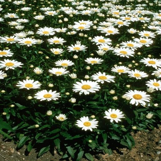 Q236 Leucanthemum X Superbum Snowcap - View 16 from www redcrocus com