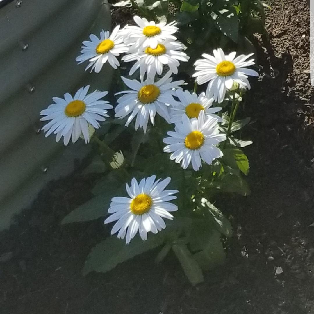 Q236 Leucanthemum X Superbum Snowcap - View 17 from www redcrocus com