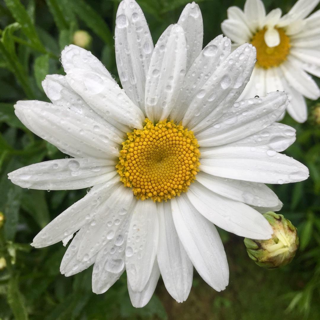 Q236 Leucanthemum X Superbum Snowcap - View 5 from www redcrocus com