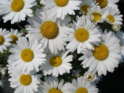 Q236 Leucanthemum X Superbum Snowcap - View 8 from www redcrocus com